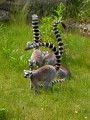 lemur katta realne zdjęcie