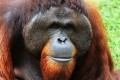 orangutan zdjęcie realne