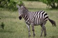 zebra realne zdjęcie