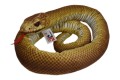 Aesculapian snake - Cornelißen - wąż Eskulapa 150 cm, maskotka pluszowa_1043050.jpg