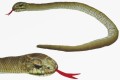Aesculapian snake - Cornelißen - wąż Eskulapa 150 cm, maskotka pluszowa_1043050.jpg