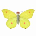 Butterfly Common Brimsto - Wild Republic - motyl cytrynek maskotka_28284.jpg