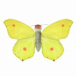 Butterfly Common Brimsto - Wild Republic - motyl cytrynek maskotka