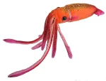 Kalmar pomarańczowy 33 cm maskotka – Wild Republic