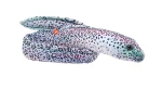 Eel Moray Peppered - Wild Republic - murena pieprzona 137 cm, pluszowa maskotka
