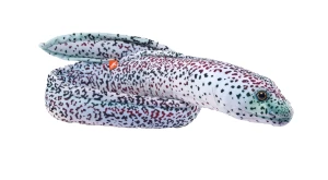 Eel Moray Peppered - Wild Republic - murena pieprzona 137 cm, pluszowa maskotka